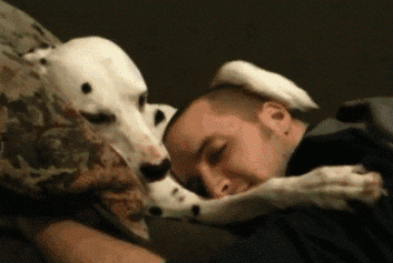 dog cuddling petting snuggling
