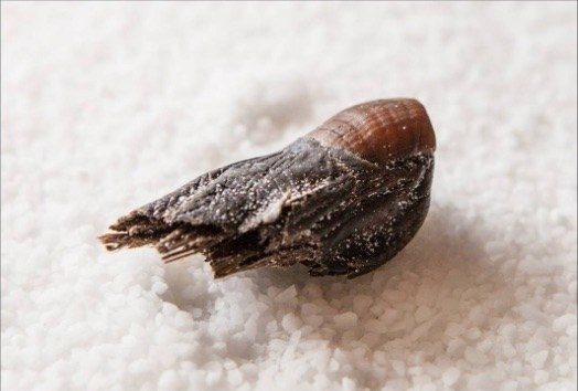 %e5%8a%a0%e6%8b%bf%e5%a4%a7%e9%85%b8%e8%85%b3%e8%b6%be%e9%9b%9e%e5%b0%be%e9%85%92-sourtoe-cocktail