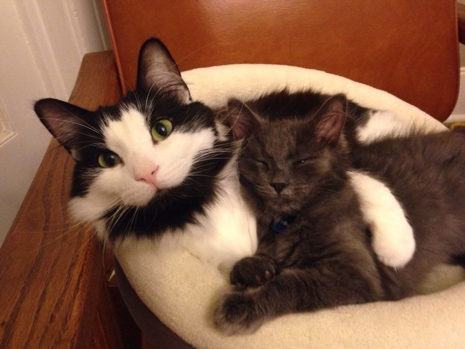 24%e5%bc%b5%e5%b7%a8%e8%b2%93%e7%85%a7