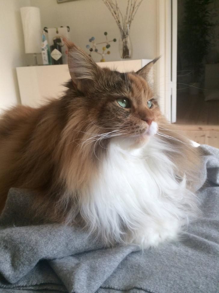 24%e5%bc%b5%e5%b7%a8%e8%b2%93%e7%85%a7