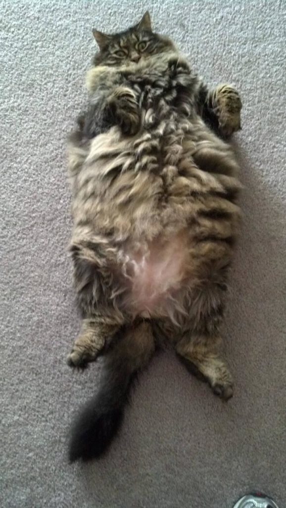 24%e5%bc%b5%e5%b7%a8%e8%b2%93%e7%85%a7