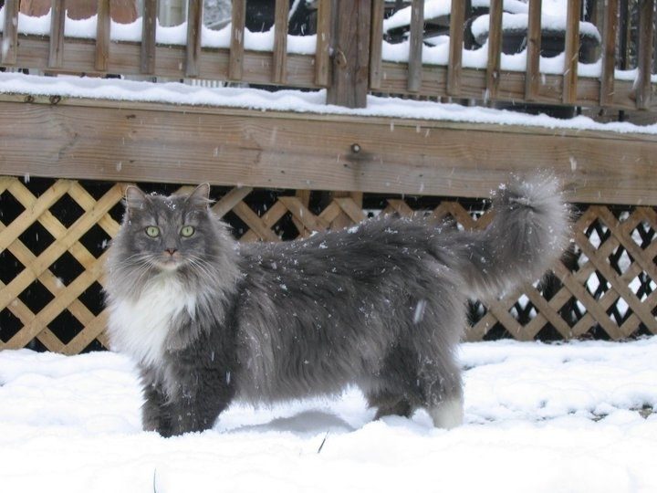 24%e5%bc%b5%e5%b7%a8%e8%b2%93%e7%85%a7