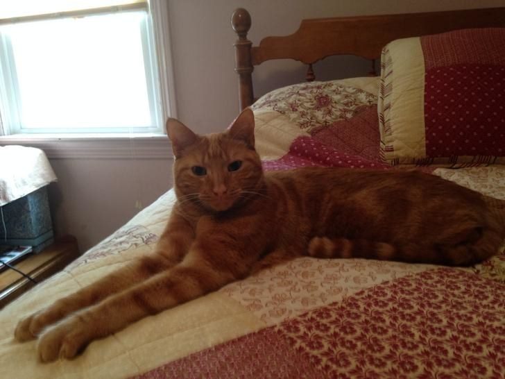 24%e5%bc%b5%e5%b7%a8%e8%b2%93%e7%85%a7