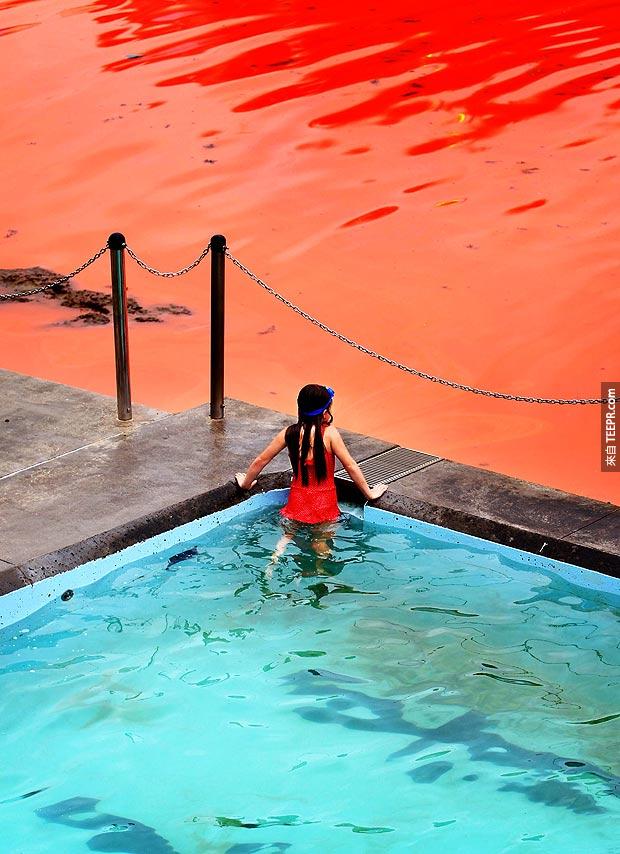 邦迪海灘的海是紅顏色的因為海底的藻類會散發出紅色的色素。