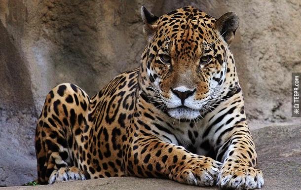 19. 豹 – 雖然我們很少聽到有人被豹攻擊過，但是在印度，豹攻擊人的案例其實很多。有一年，至少有15人因為豹攻擊而喪命。