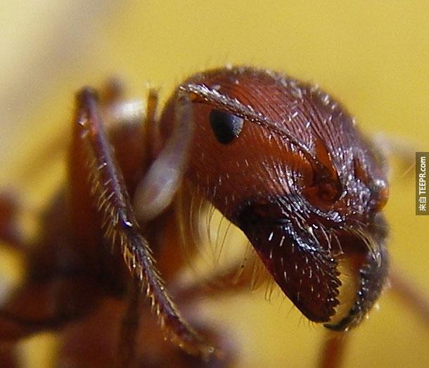 16. 蚂蚁 – 这世界上有太多种的蚂蚁了。全世界的蚂蚁加起来一年至少谋杀30多名无辜人士。例如说，火蚁的一咬就足以让人离开人世。