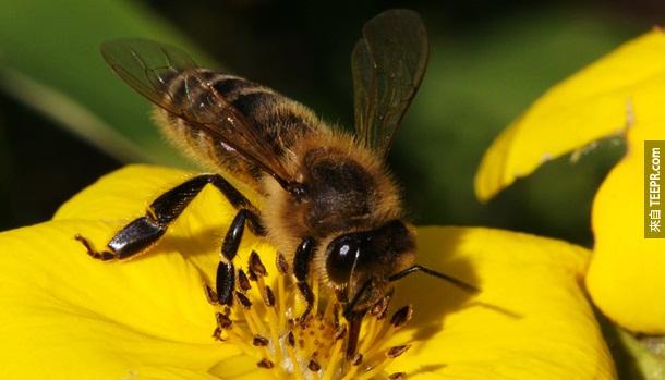 15. 蜜蜂 – 一年蜜蜂杀的人就有53位。但是，这是因为很多人对蜜蜂过敏。