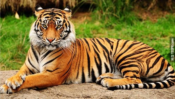 12. 老虎 – 狮子虽然是森林之王，但是老虎却是杀人之王！他们一年总共夺取100多个人命。在大多数的情况，因该都是人类去招惹他们。