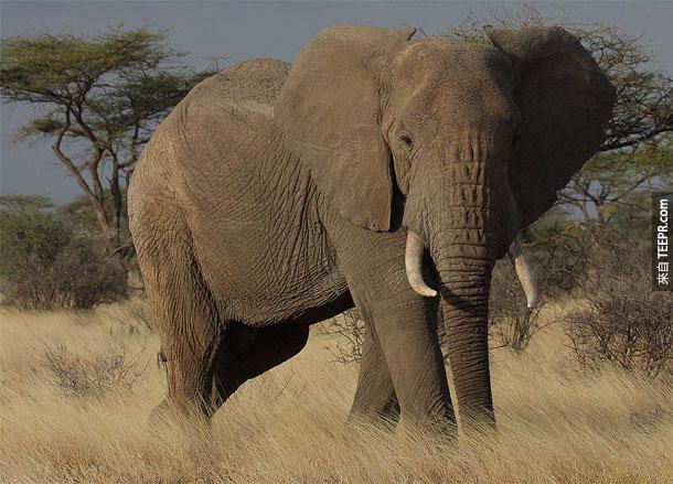 8. 大象 - 这个陆地最大的动物，13公尺高，15,000磅重，很难想像这么先天暴力的动物不会偶尔犯错。哪年至少有500个人被大象采死。