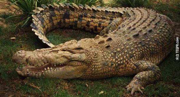 7. 鱷魚 – 這個應該不會讓人太驚訝，鱷魚本來就是一個天生的讓人害怕的殺人動物。我遠本還以為他們應該是第一名呢！每一年，至少有1,500-2,000人被鱷魚咬死。