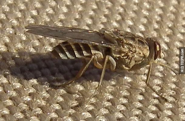 3. 採採蠅 – 你可能沒有聽過這種蟲，但是這種昆蟲其實是極度暴力的瘋狂種族滅絕的發人魔。被這種蟲咬到的人會得到非洲睡眠病而喪命，一年至少有500,000萬個人因此而上命！得了此病毒的受害者只有80%的人會存活。