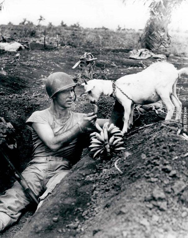 士兵跟一隻羊分享一根香蕉 - 1944 賽班島