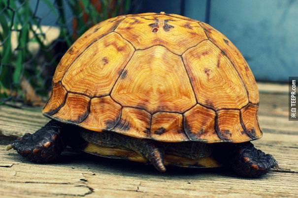 22. 乌龟可以用他们的尾巴呼吸。