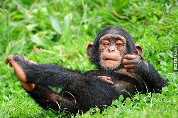 30. 黑猩猩幼兒會玩玩偶。