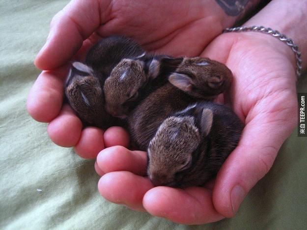 33. 一整群小兔子英文叫做 "fluffle" (聽起來像是蓬鬆)。