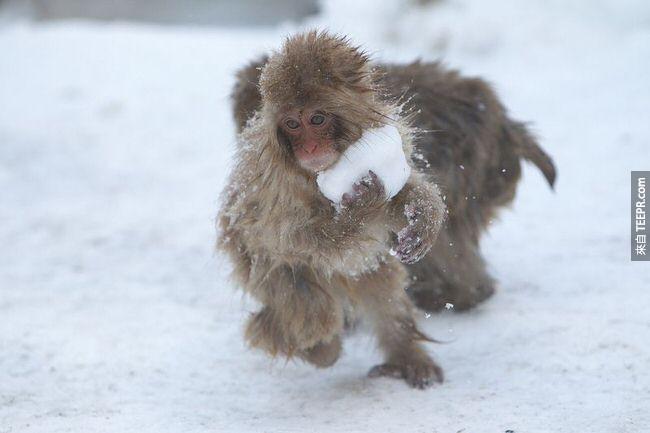 7. 年轻的日本猕猴会做雪球玩。
