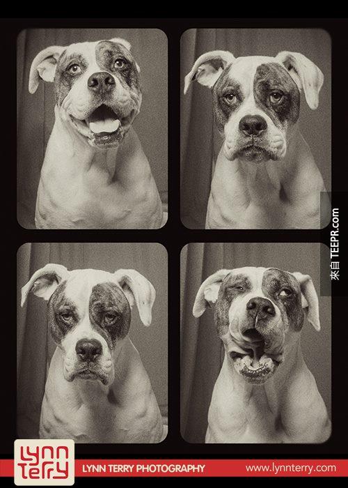 dogs in photo booths by lynn terry (1)