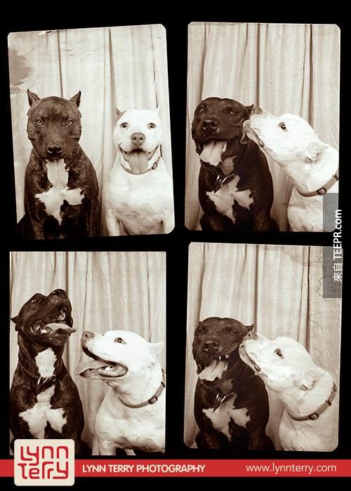 dogs in photo booths by lynn terry (4)