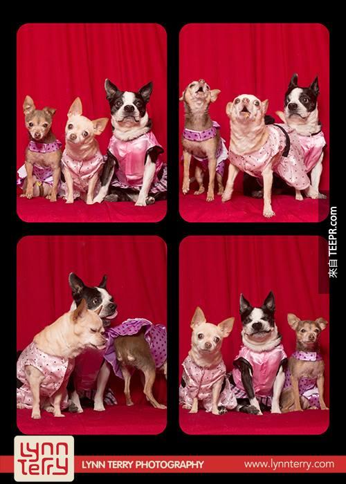 dogs in photo booths by lynn terry (5)