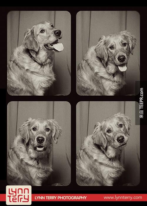 dogs in photo booths by lynn terry (9)
