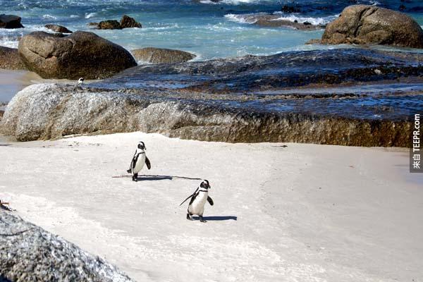 在海灘上跟企鵝玩。這世界上還有更好的休閒度假景點嗎？