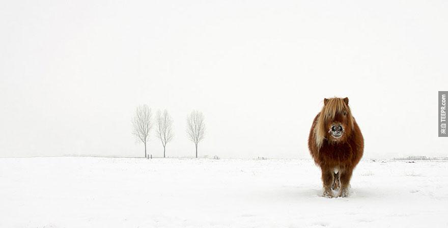 自然和野生动物类别: "冷小马" (The cold pony) by Gert van den Bosch, Netherlands, 2014 Sony World Photography Awards