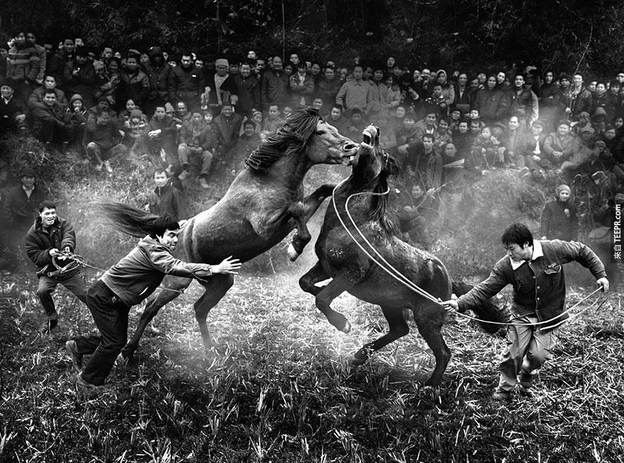 中国国际奖:  "广西融水县的马战" (Horse fighting in Rongshui, Guangxi) by Ngai-bun Wong, China, 2nd Place, 2014 Sony World Photography Awards