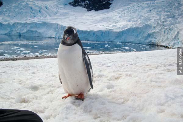 Who knew penguins could be so photogenic?