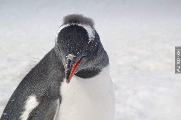 These little guys in particular are Gentoo penguins.