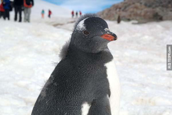 They are native to Antarctica and the surrounding areas.