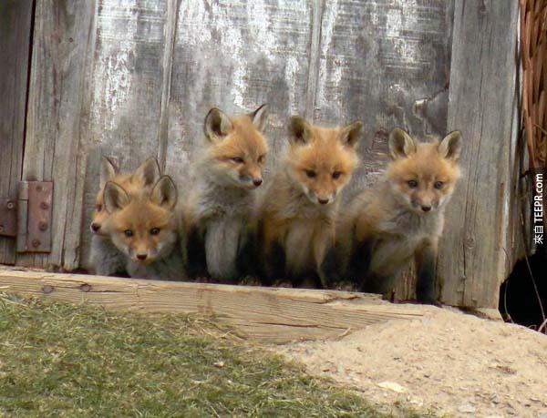 有一天這些小狐狸決定把頭伸出來出來看看..超可愛的！