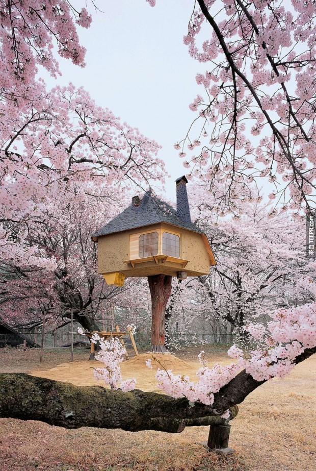 在“茶館哲”看起來像一個神奇的地方，放鬆和享受的櫻花。
