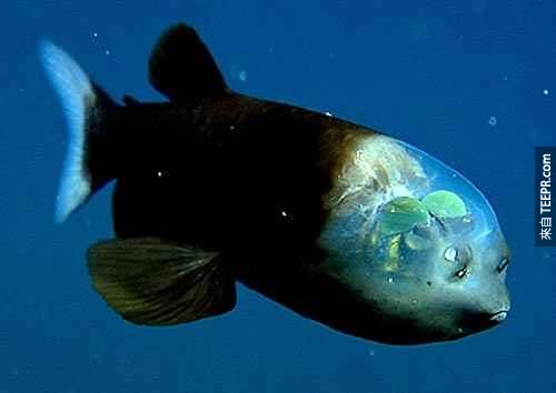 基本上海底的世界會推翻我們對現實世界的看法...例如像是這隻奇怪的生物。