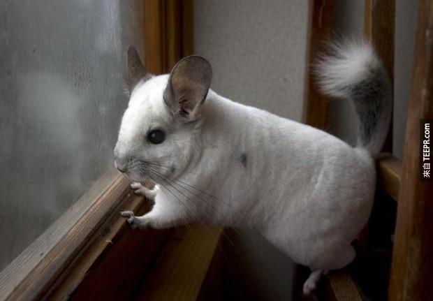 ARE YOU A CHINCHILLA? I DON’T EVEN KNOW, AND I HATE YOU.