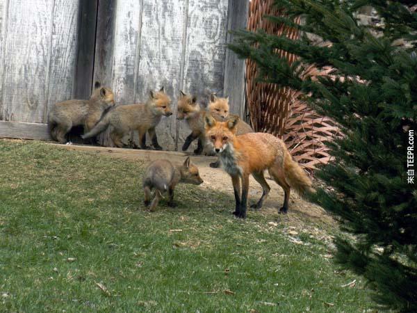 狐狸媽媽隨時都會看這著這群小毛球。