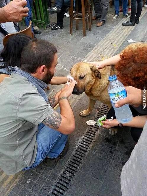 示威者幫助一個受到催類瓦斯影響的狗兒 (安哥拉，土耳其 2013)。