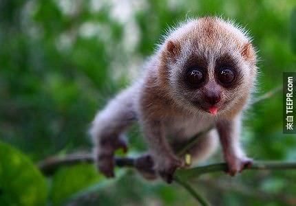 WHAT IS A LORIS? ARE YOU DESIGNED TO MELT MY HEART?!