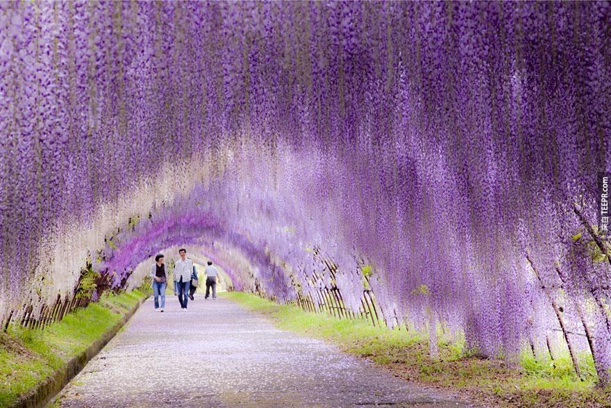 3. 紫藤花隧道，日本