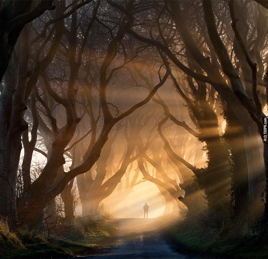 1. 爱尔兰的黑暗树海