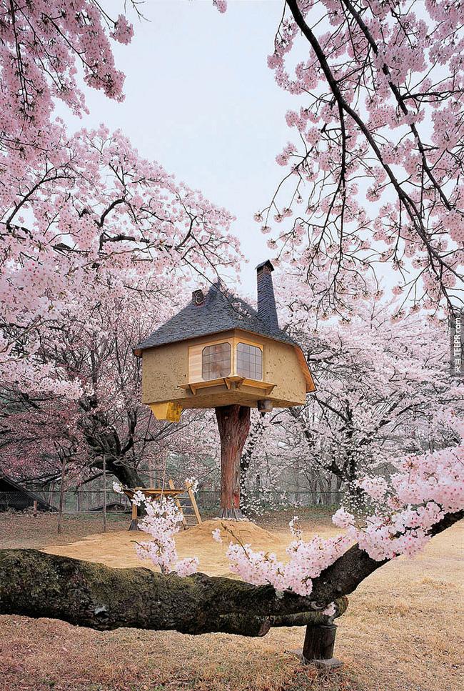 這棟樹屋看起來就像是童話故事裡面的，特別是它周圍的世界級櫻花風景。