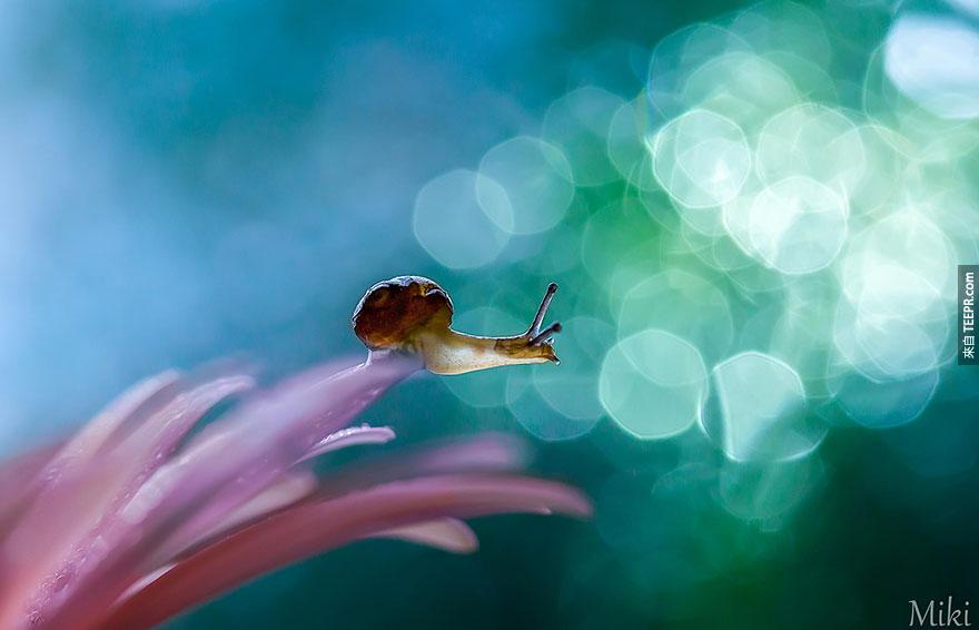  如果你是只蜗牛，你的世界会如何？