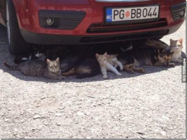 所有的動物都躲在你的車子下面。