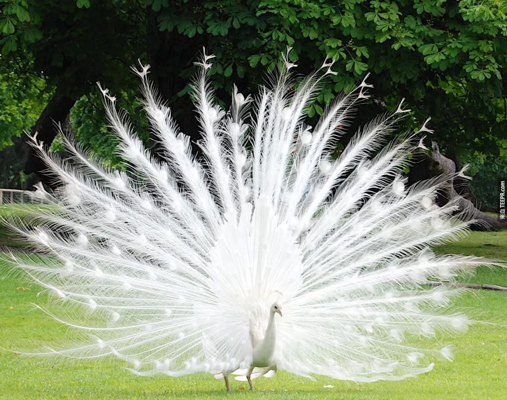 1. 在澳洲和印度草原上发现的白色孔雀。