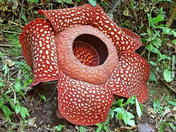 世界上最大的花。印尼阿诺尔特大花草(Rafflesia arnoldi Flower)。