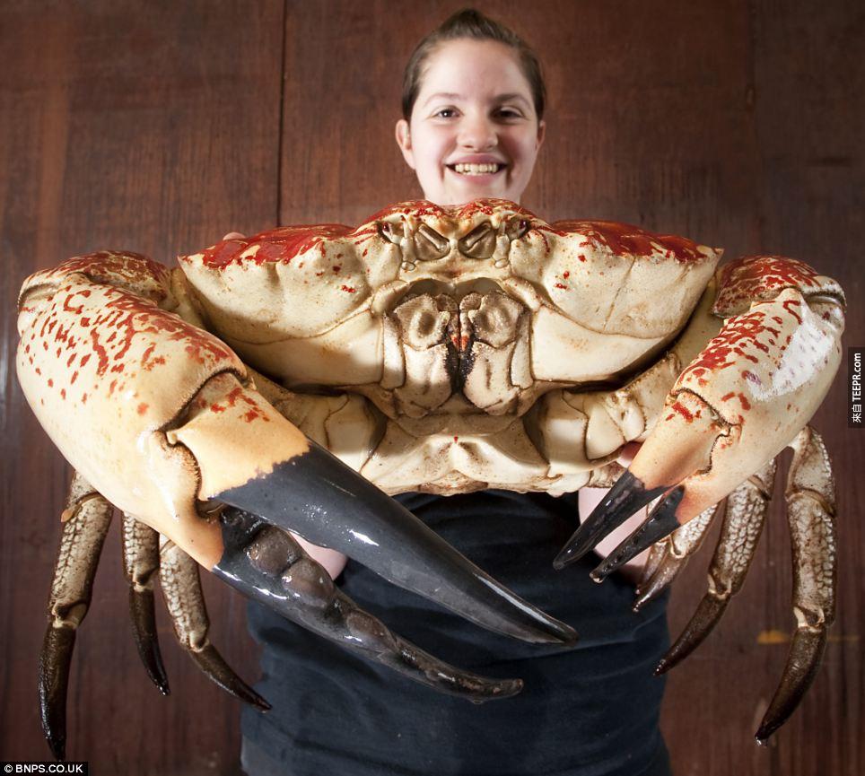 澳洲南海的塔斯马尼巨蟹(Tasmanian Giant Crab)