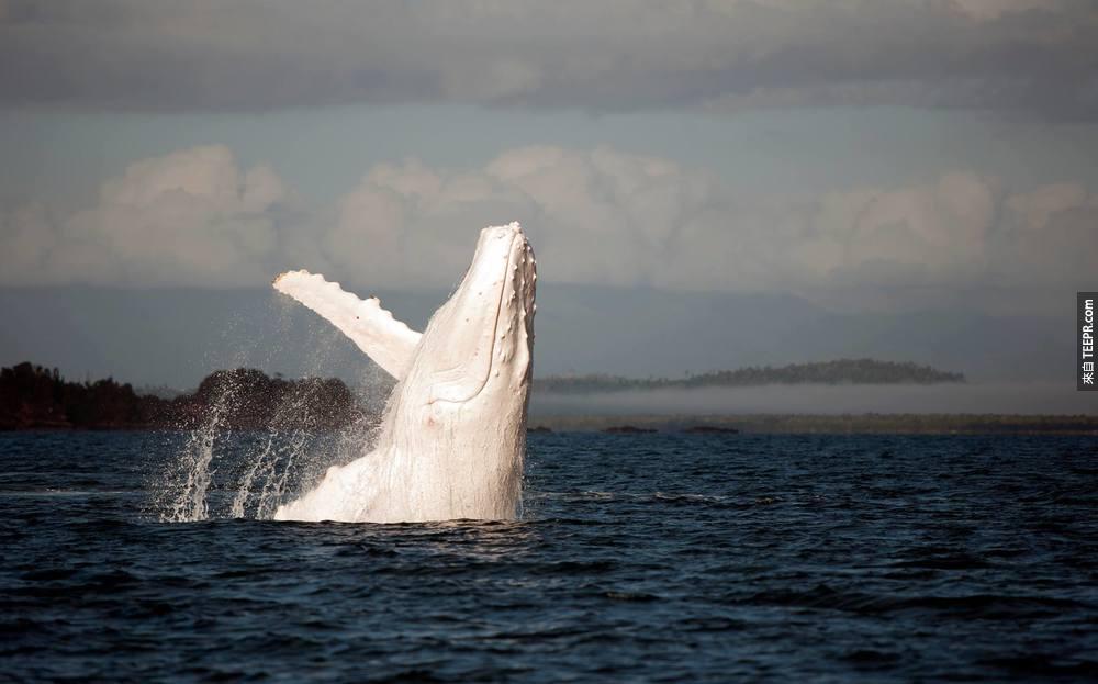 澳洲东部的白化座头鲸。