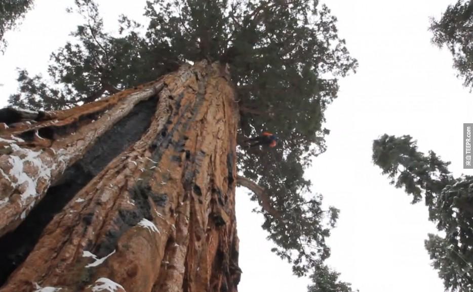 这棵 "总统树" (The President) 就是这样的树。这棵3,200岁的红杉神木的高度是247尺高、体积是45,000立方公尺。