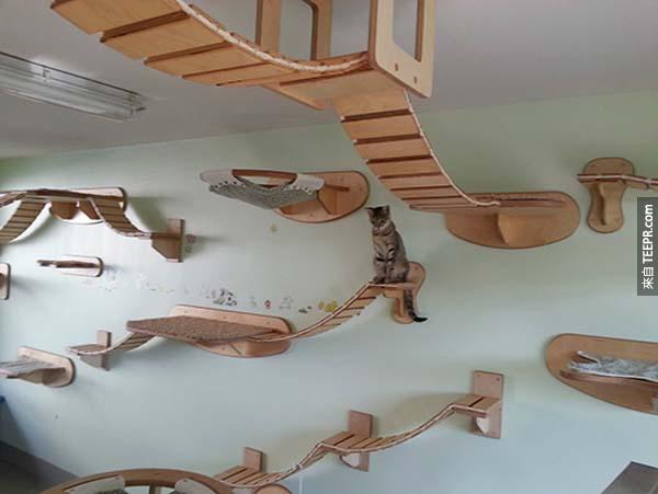 这家德国公司专门设计、制造这些给猫咪活动的阶梯。