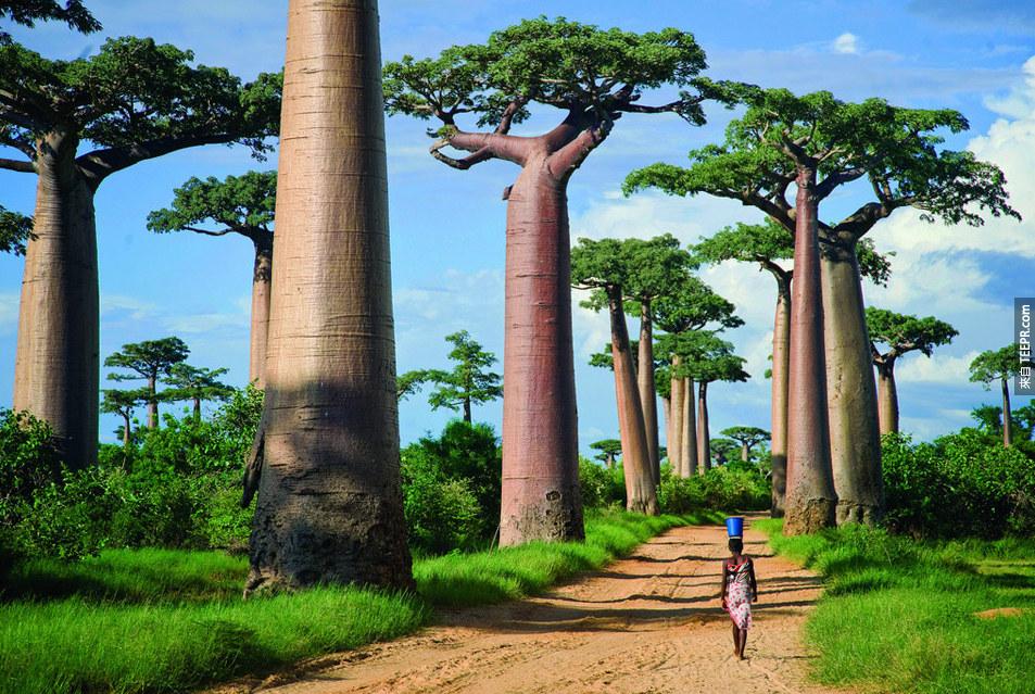 20. 猢狲树大道，马达加斯加 (Avenue of the Baobabs, Madagascar)