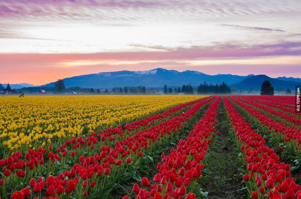 26.  Skagit山谷的郁金香花海，美国 (Skagit Valley Tulip Fields, United States)